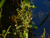 Veronica catenata 7, Rode waterereprijs, Saxifraga-Ed Stikvoort
