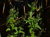 Veronica catenata 8, Rode waterereprijs, Saxifraga-Ed Stikvoort
