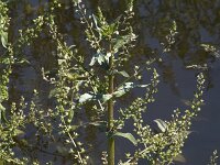 Veronica catenata 9, Rode waterereprijs, Saxifraga-Willem van Kruijsbergen