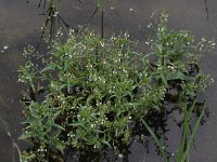 Veronica catenata 1, Rode waterereprijs, Saxifraga-Peter Meininger
