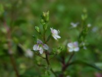 Veronica catenata 3, Rode waterereprijs, Saxifraga-Ed Stikvoort