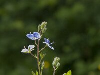 Veronica chamaedrys 28, Gewone ereprijs, Saxifraga-Jan van der Straaten