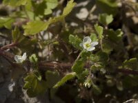 Veronica cymbalaria 10, Saxifraga-Willem van Kruijsbergen