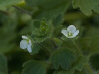 Veronica cymbalaria 11, Saxifraga-Willem van Kruijsbergen