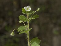 Veronica cymbalaria 12, Saxifraga-Jan van der Straaten