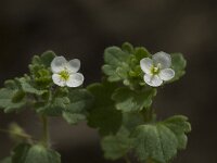 Veronica cymbalaria 13, Saxifraga-Willem van Kruijsbergen