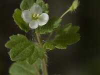 Veronica cymbalaria 14, Saxifraga-Jan van der Straaten