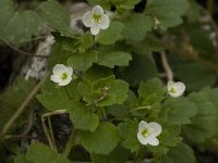 Veronica cymbalaria 15, Saxifraga-Willem van Kruijsbergen