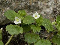 Veronica cymbalaria 16, Saxifraga-Jan van der Straaten