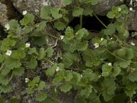 Veronica cymbalaria 17, Saxifraga-Willem van Kruijsbergen