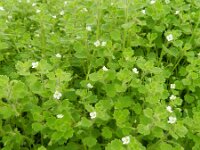 Veronica cymbalaria 18, Saxifraga-Rutger Barendse