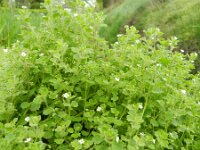Veronica cymbalaria 19, Saxifraga-Rutger Barendse