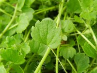 Veronica cymbalaria 20, Saxifraga-Rutger Barendse