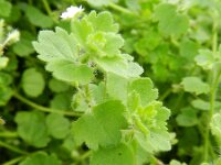 Veronica cymbalaria 21, Saxifraga-Rutger Barendse