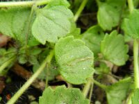 Veronica cymbalaria 22, Saxifraga-Rutger Barendse
