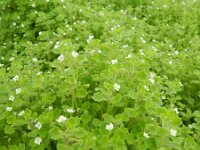 Veronica cymbalaria 23, Saxifraga-Rutger Barendse