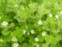 Veronica cymbalaria 24, Saxifraga-Rutger Barendse