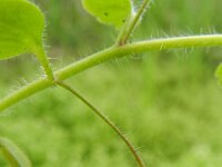 Veronica cymbalaria 25, Saxifraga-Rutger Barendse