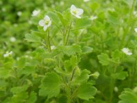 Veronica cymbalaria 26, Saxifraga-Rutger Barendse