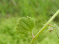 Veronica cymbalaria 28, Saxifraga-Rutger Barendse