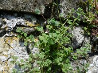 Veronica cymbalaria 29, Saxifraga-Rutger Barendse
