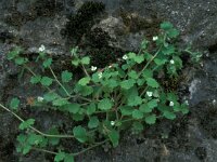 Veronica cymbalaria 3, Saxifraga-Jan van der Straaten