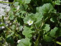 Veronica cymbalaria 30, Saxifraga-Rutger Barendse