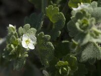 Veronica cymbalaria 4, Saxifraga-Jan van der Straaten