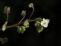 Veronica cymbalaria 5, Saxifraga-Jan van der Straaten
