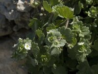 Veronica cymbalaria 6, Saxifraga-Jan van der Straaten