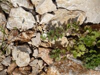 Veronica cymbalaria 7, Saxifraga-Jasenka Topic