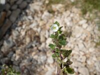 Veronica cymbalaria 8, Saxifraga-Jasenka Topic
