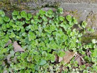 Veronica filiformis 11, Draadereprijs, Saxifraga-Rutger Barendse