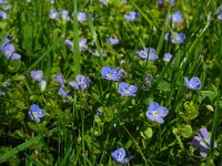 Veronica filiformis 12, Draadereprijs, Saxifraga-Ed Stikvoort