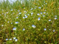 Veronica filiformis 13, Draadereprijs, Saxifraga-Ed Stikvoort