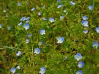 Veronica filiformis 14, Draadereprijs, Saxifraga-Ed Stikvoort