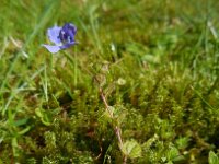 Veronica filiformis 15, Draadereprijs, Saxifraga-Ed Stikvoort