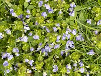 Draadereprijs  Slender speedwell (Veronica filiformis) : Growth, creeping speedwell, threadstalk speedwell, Whetzel weed,, Growth, creeping speedwell, threadstalk speedwell, Whetzel weed, Growth, Spring, Springtime, flower, flowers, plant, plants, vascular, flora, floral, nature, natural