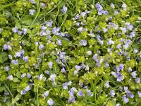 Draadereprijs  Slender speedwell (Veronica filiformis) : Growth, creeping speedwell, threadstalk speedwell, Whetzel weed,, Growth, creeping speedwell, threadstalk speedwell, Whetzel weed, Growth, Spring, Springtime, flower, flowers, plant, plants, vascular, flora, floral, nature, natural