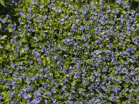 Draadereprijs  Slender Speedwell (Veronica filiformis); also known as Creeping speedwell, Threadstalk speedwell and Whetzel weed. : Growth, flora, floral, plant, plants, blue, many, vascular, color, colour, horizontal