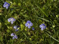 Veronica filiformis 2, Draadereprijs, Saxifraga-Jan van der Straaten