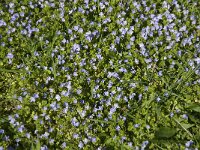 Veronica filiformis 4, Draadereprijs, Saxifraga-Jan van der Straaten