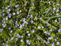 Veronica filiformis 6, Draadereprijs, Saxifraga-Jan van der Straaten