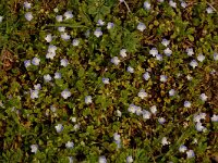 Veronica filiformis 7, Draadereprijs, Saxifraga-Jan van der Straaten