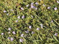 Veronica filiformis 8, Draadereprijs, Saxifraga-Peter Meininger