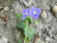 Veronica filiformis 9, Draadereprijs, Saxifraga-Rutger Barendse