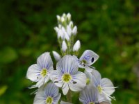 Veronica gentianoides 2, Saxifraga-Ed Stikvoort