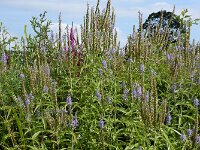 Veronica longifolia 42, Lange ereprijs, Saxifraga-Ed Stikvoort
