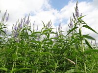 Veronica longifolia 10, Lange ereprijs, Saxifraga-Mark Zekhuis