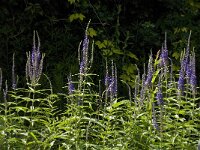 Veronica longifolia 11, Lange ereprijs, Saxifraga-Jan van der Straaten